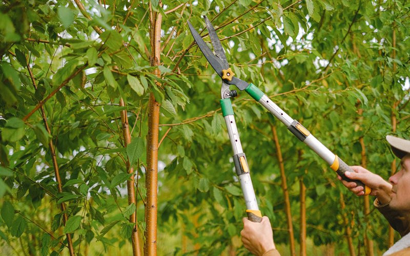 Tree trimming in Oldhams, VA