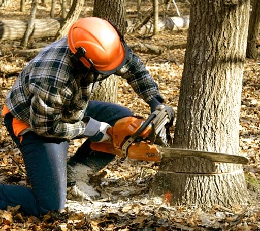 Tree Removal in Oldhams, VA